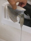 Ko Ra Na Cuttlefish.JPG (37 KB)